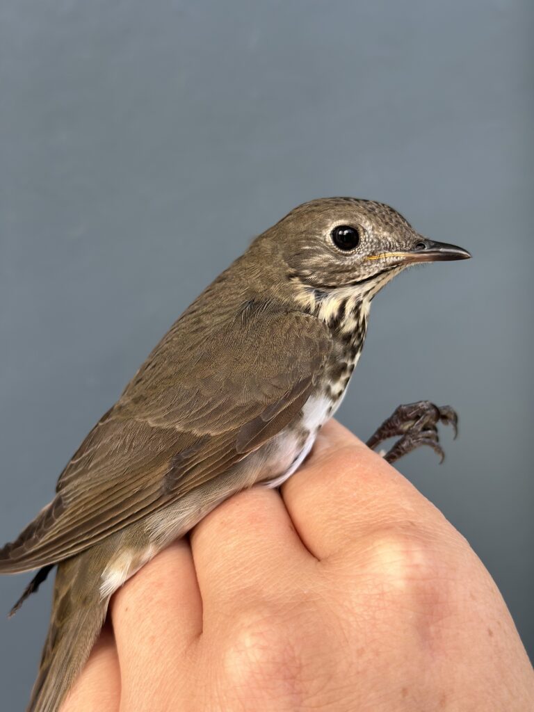 Bicknell's Thrush