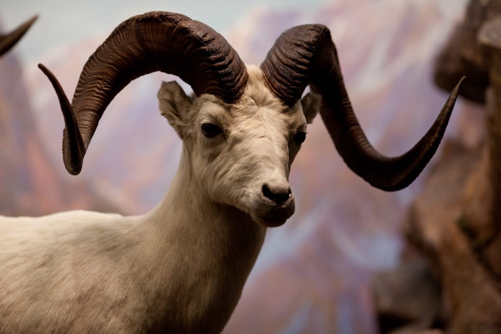 Hall of North American Wildlife