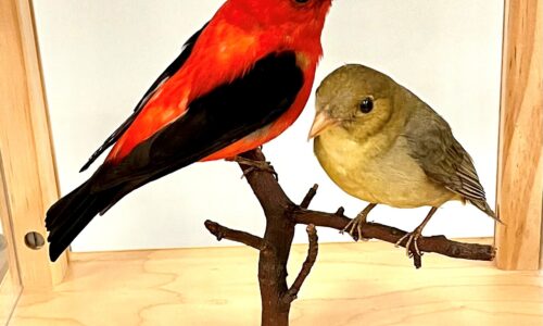 Ruffed Grouse or Scarlet Tanager: Debating the Pennsylvania State Bird
