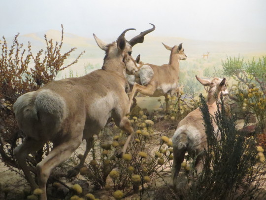 Virtual Field Trip theme: Animals and Ecosystems
