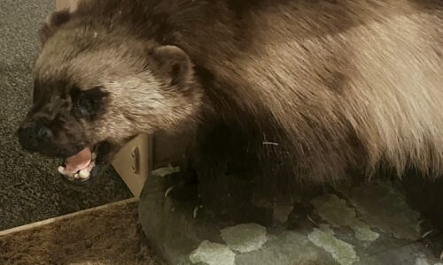 March Mammal Madness 2023: Learn and Win